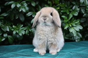 Small Rabbit Breeds: Rabbit Breeds That Stay Small