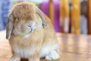 Why is My Bunny Shaking And What to Do to Help Them