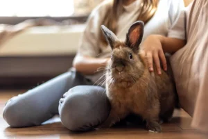 Raising Rabbits At Home-  A Seasonal And Daily Care Guide