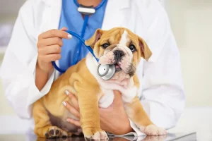 6 Essential Items to Bring to an Animal Urgent Care Visit