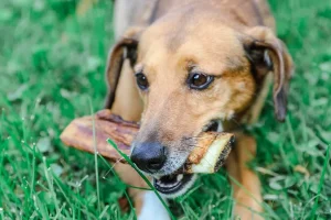 How to Choose High-Quality Bone Meal for Dogs