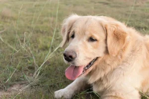 Top Signs Your Dog Could Benefit from Probiotics