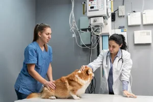 Veterinary Endoscopy: A Key to High Quality Clinical Practice