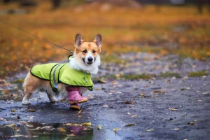 Why Every Pup Needs a Dog Rain Jacket: Comfort, Health, and Style