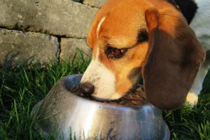 5 Best Fresh Dog Food Brands That Dog Owners Trust