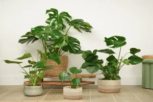 The Ultimate Guide to the Swiss Cheese Plant