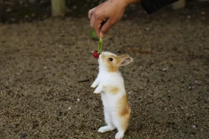 Can Rabbits Eat Radishes? Safe Bunny Feeding Guide