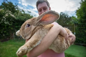 How Big Do Bunnies Get? Rabbit Size & Growth Guide