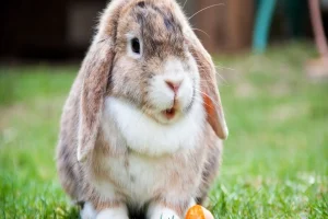 Rabbit Dewlap: Understanding This Unique Feature