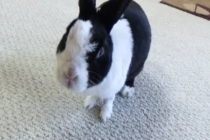 Rabbit Sneezing: What You Need to Know About Your Bunny’s Sniffles